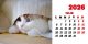 Calendar de birou 2026, Pisici, Darcom