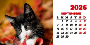 Calendar de birou 2026, Pisici, Darcom