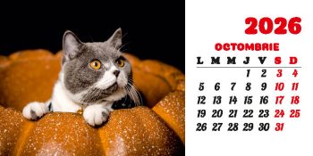 Calendar de birou 2026, Pisici, Darcom