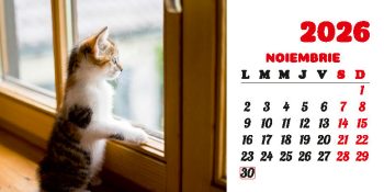 Calendar de birou 2026, Pisici, Darcom