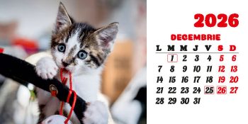 Calendar de birou 2026, Pisici, Darcom