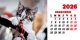 Calendar de birou 2026, Pisici, Darcom