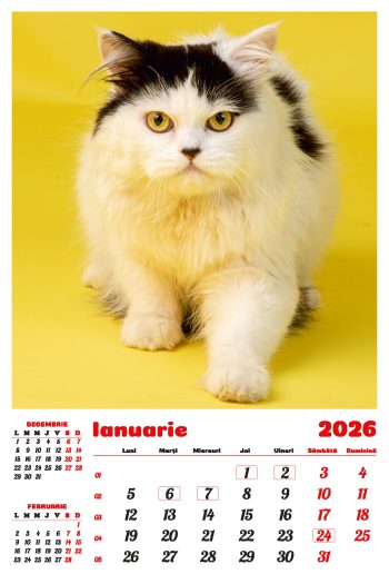 Calendar de perete 2026, Pisici, Darcom