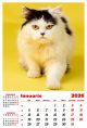 Calendar de perete 2026, Pisici, Darcom