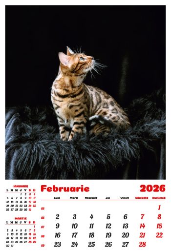 Calendar de perete 2026, Pisici, Darcom