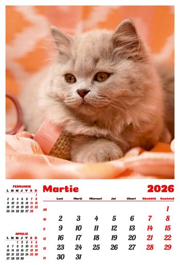 Calendar de perete 2026, Pisici, Darcom