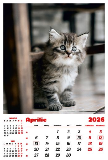 Calendar de perete 2026, Pisici, Darcom