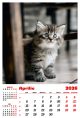 Calendar de perete 2026, Pisici, Darcom