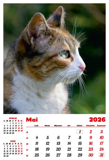 Calendar de perete 2026, Pisici, Darcom