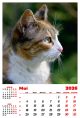 Calendar de perete 2026, Pisici, Darcom