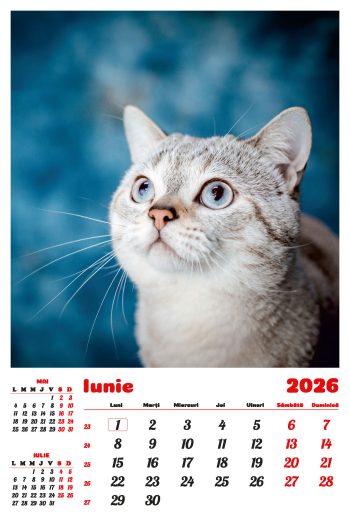 Calendar de perete 2026, Pisici, Darcom