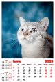 Calendar de perete 2026, Pisici, Darcom