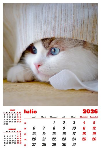 Calendar de perete 2026, Pisici, Darcom