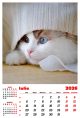 Calendar de perete 2026, Pisici, Darcom