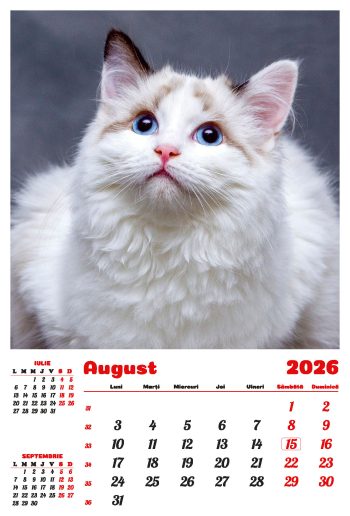 Calendar de perete 2026, Pisici, Darcom