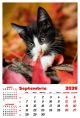 Calendar de perete 2026, Pisici, Darcom