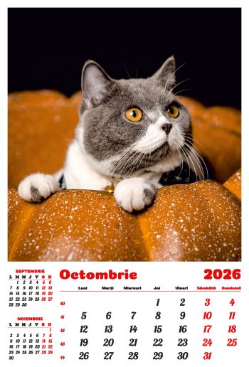 Calendar de perete 2026, Pisici, Darcom