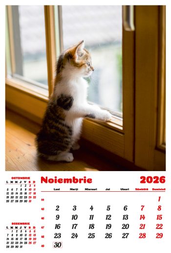 Calendar de perete 2026, Pisici, Darcom