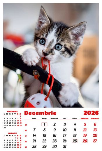 Calendar de perete 2026, Pisici, Darcom