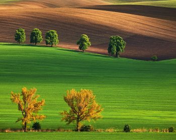 Calendar de perete 2025, ”Green”, Colecția EGO, Arta Grafica